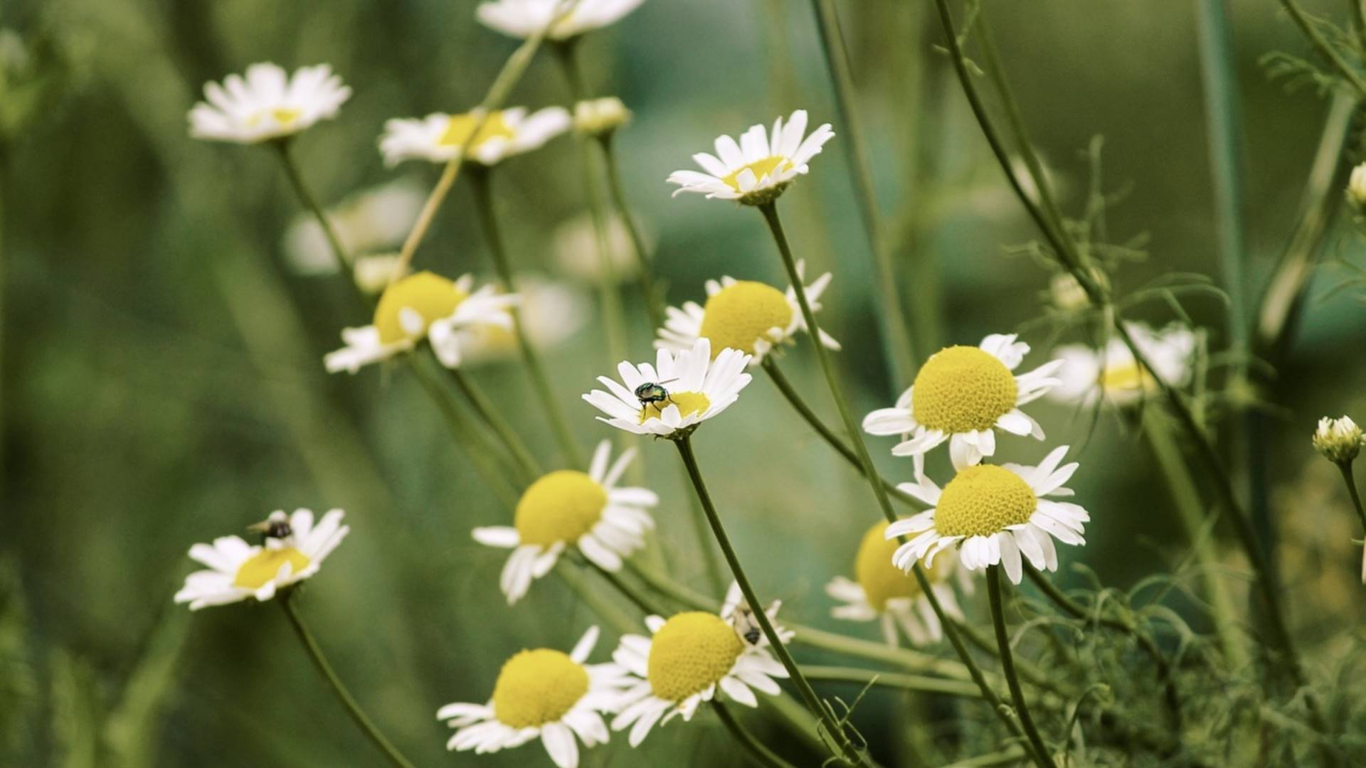 Naturopatia II livello